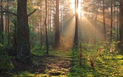 Forest Bathing to Boost Mental Health